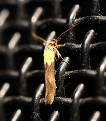 Stathmopoda callichrysa