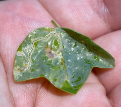 Liriomyza schmidti