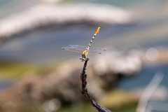 Erpetogomphus compositus