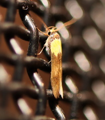 Stathmopoda callichrysa