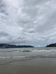 Pelecanus occidentalis