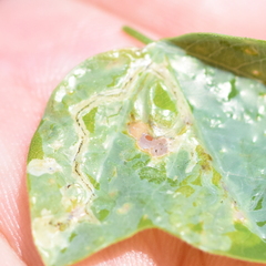 Liriomyza schmidti