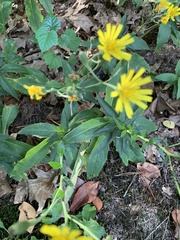 Hieracium sabaudum