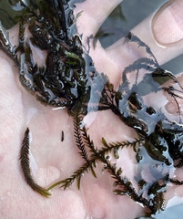 Fontinalis antipyretica