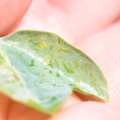 Liriomyza schmidti