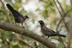 Cyanocorax cyanomelas
