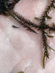 Fontinalis antipyretica