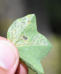 Liriomyza schmidti