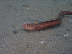 Wrymouth photo 2