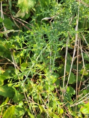 Artemisia annua