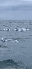Sagmatias obliquidens