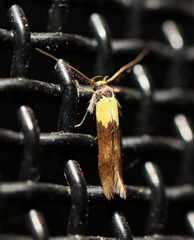 Stathmopoda callichrysa