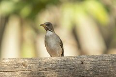 Turdus amaurochalinus