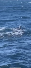 Sagmatias obliquidens