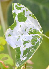 Liriomyza schmidti