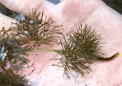 Ranunculus aquatilis