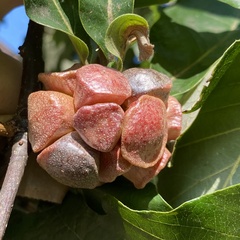 Andricus quercusstrobilanus