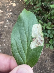 Cameraria gaultheriella