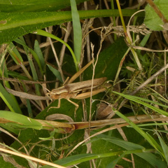 Chorthippus albomarginatus