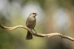 Agelaioides badius