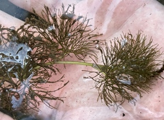 Ranunculus aquatilis