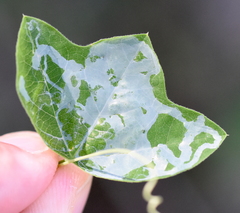 Liriomyza schmidti