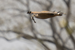 Buteogallus meridionalis