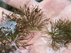 Ranunculus aquatilis