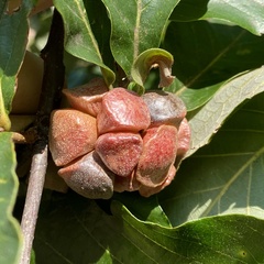 Andricus quercusstrobilanus