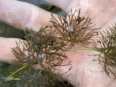 Ranunculus aquatilis