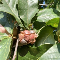 Andricus quercusstrobilanus