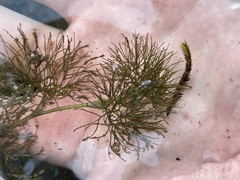 Ranunculus aquatilis