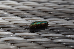 Buprestis aurulenta