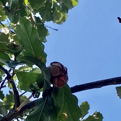 Andricus quercusstrobilanus