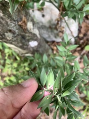 Ruscus aculeatus