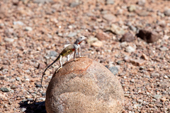Callisaurus draconoides