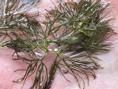 Ranunculus aquatilis