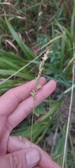 Diarrhena obovata