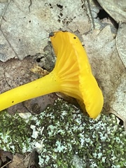 Cantharellus minor