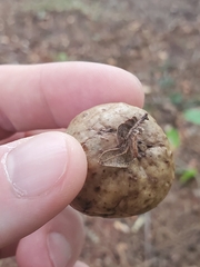 Amphibolips quercusinanis