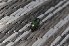 Buprestis aurulenta