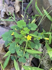 Oxalis stricta