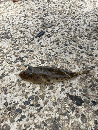 Peruvian puffer (Sphoeroides sechurae) — Tetraodontidae
