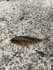 Sphoeroides sechurae