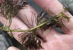 Ranunculus aquatilis