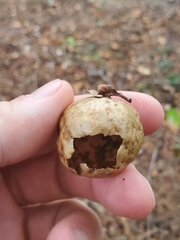 Amphibolips quercusinanis