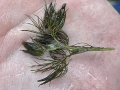 Ranunculus aquatilis