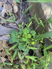 Oxalis stricta