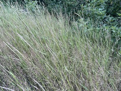Elymus repens