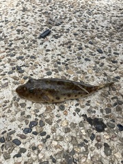 Sphoeroides sechurae